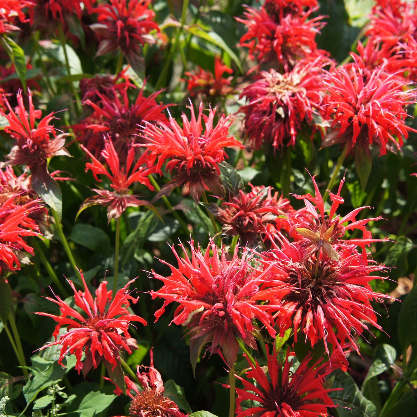 Freeze Dried Bee Balm