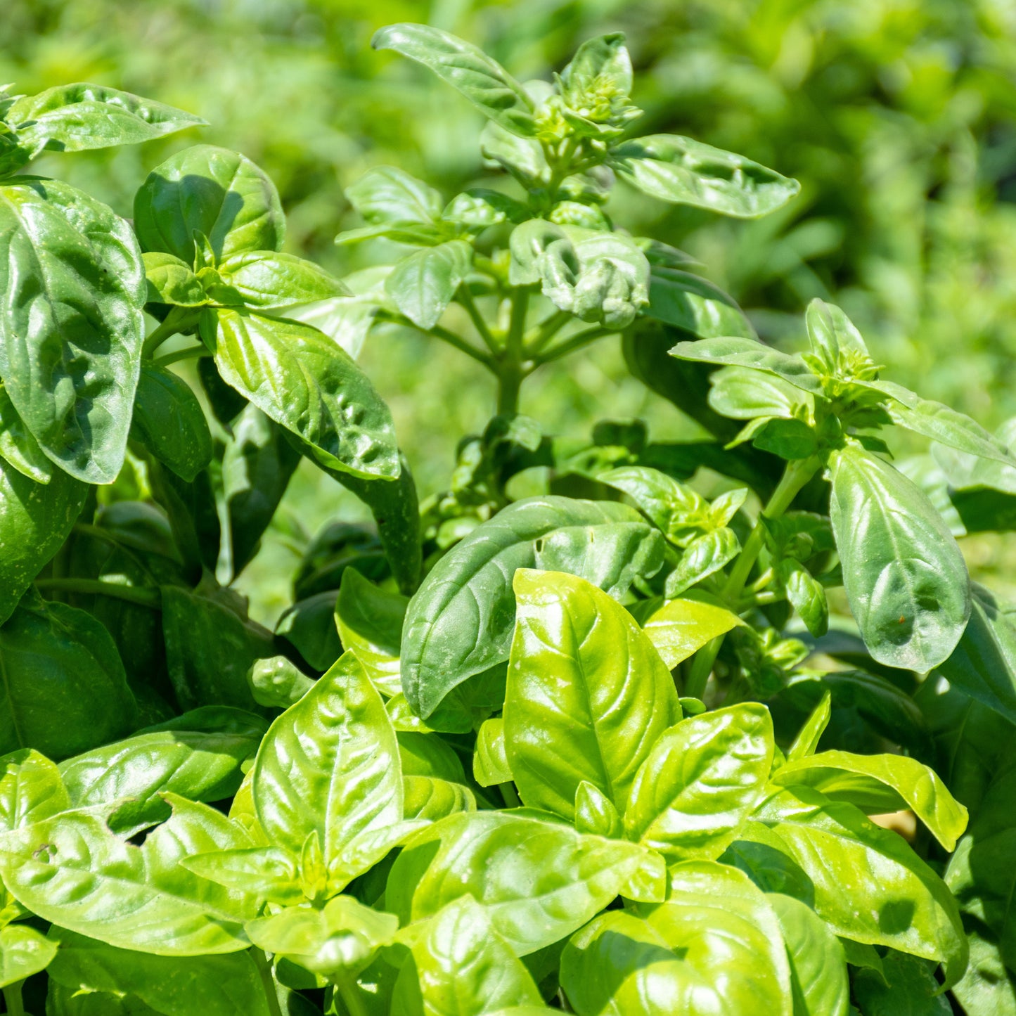 Fresh green basil plants.
