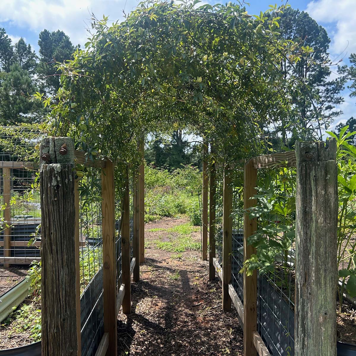 Wooden archway with greenery in a garden setting