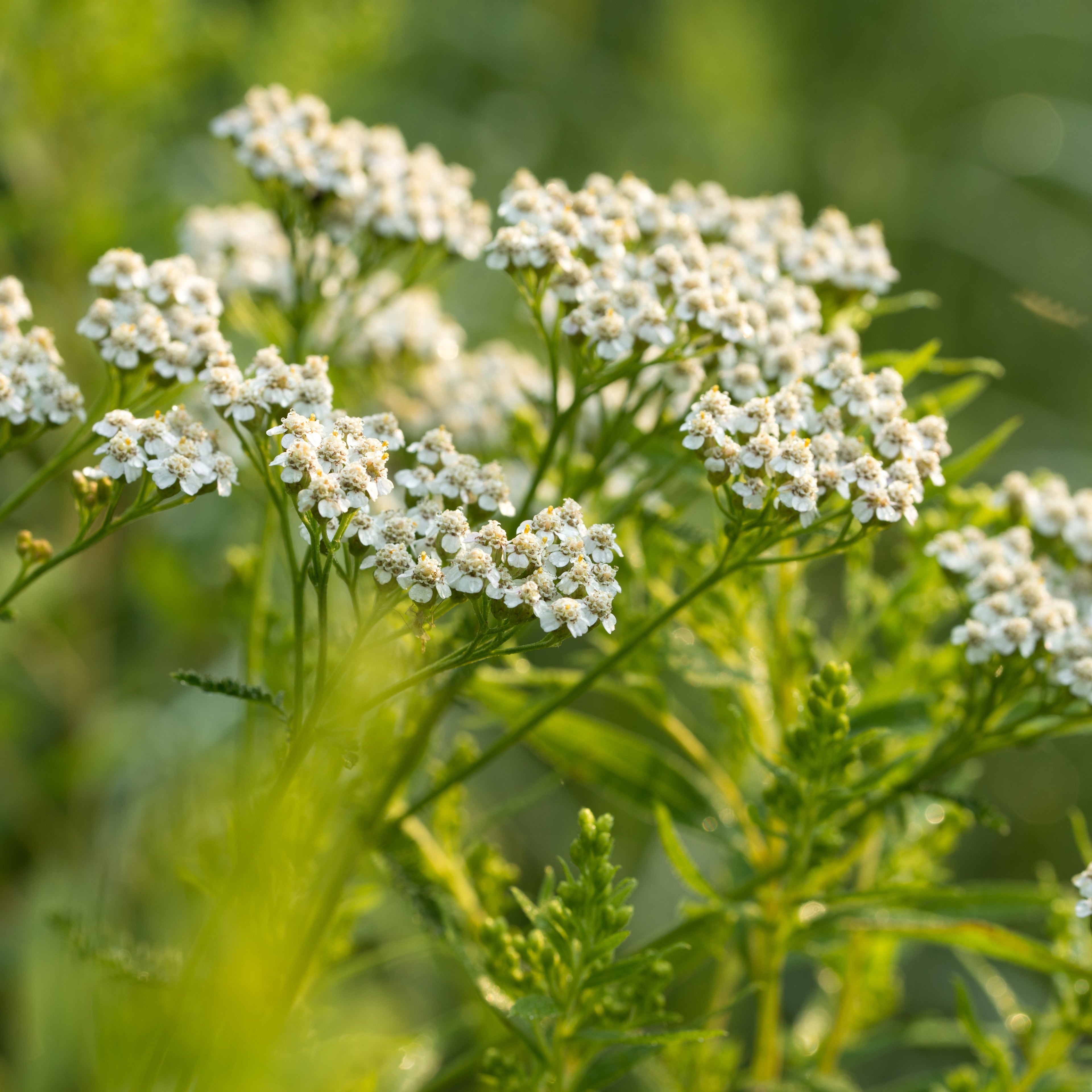 White Yarrow flowers with green leaves on a blurred green background