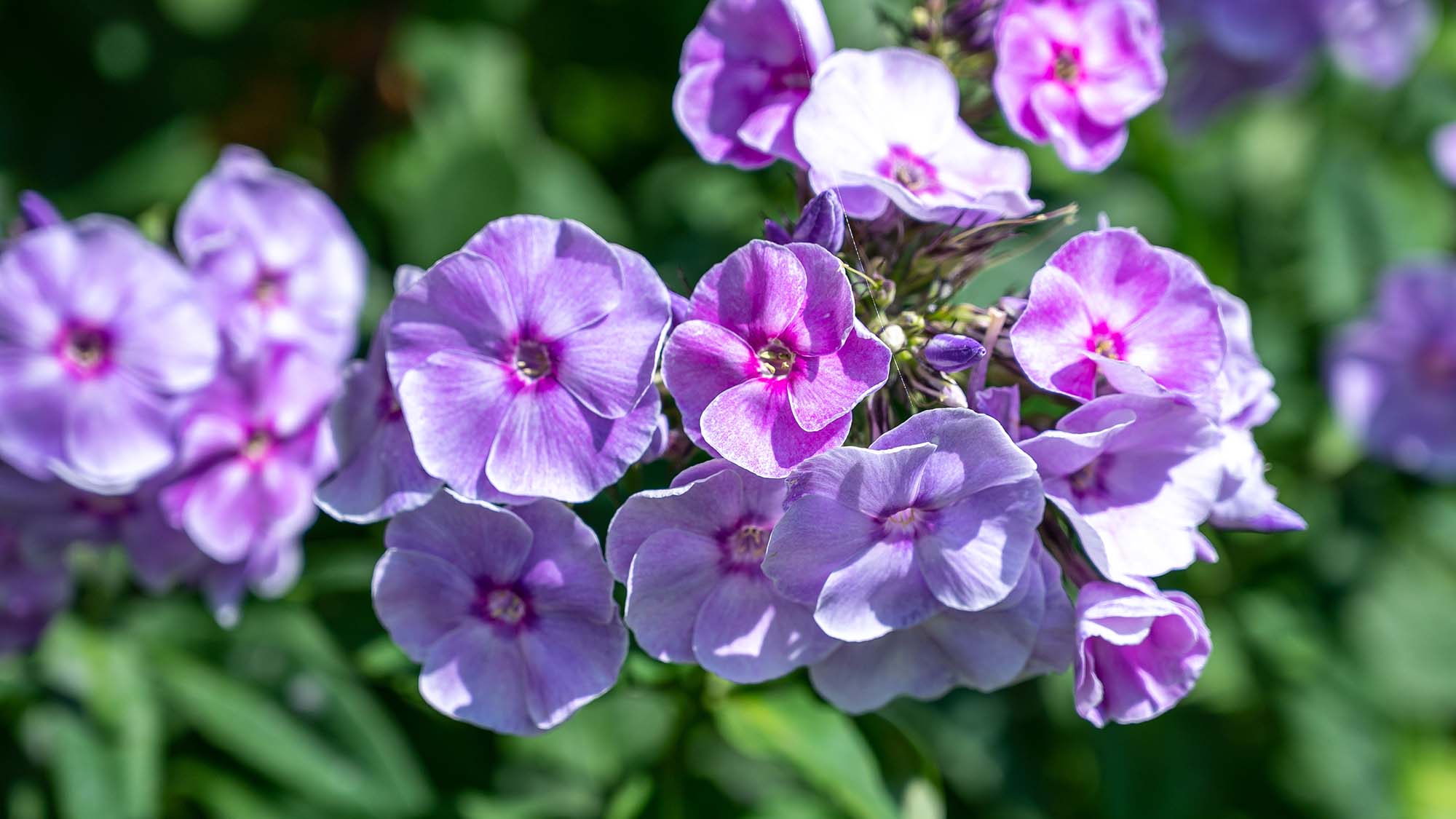 Close-up of purple flowers with a blurred green background