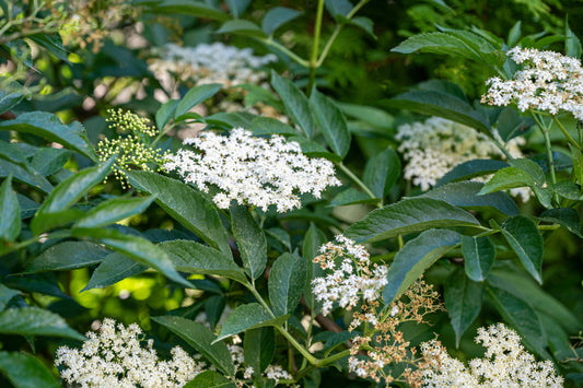 White elderflowers with green leaves on a blurred green background