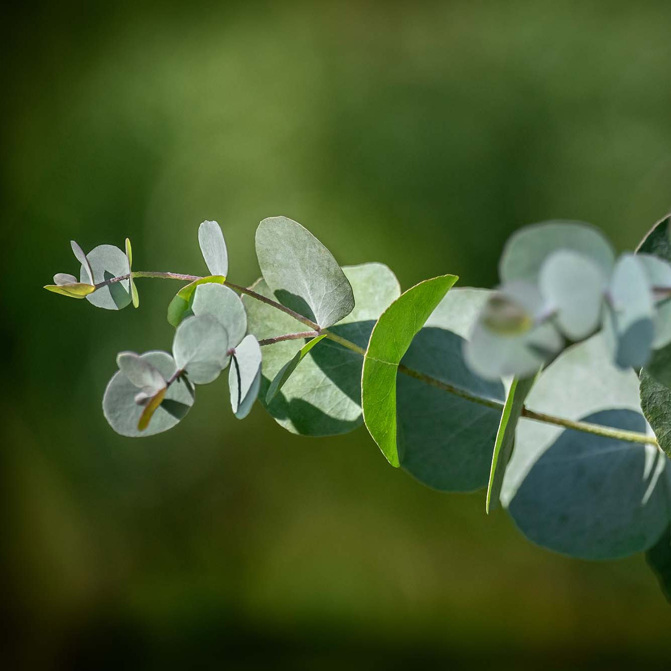 Close-up of eucalyptus leaves with a blurred green background