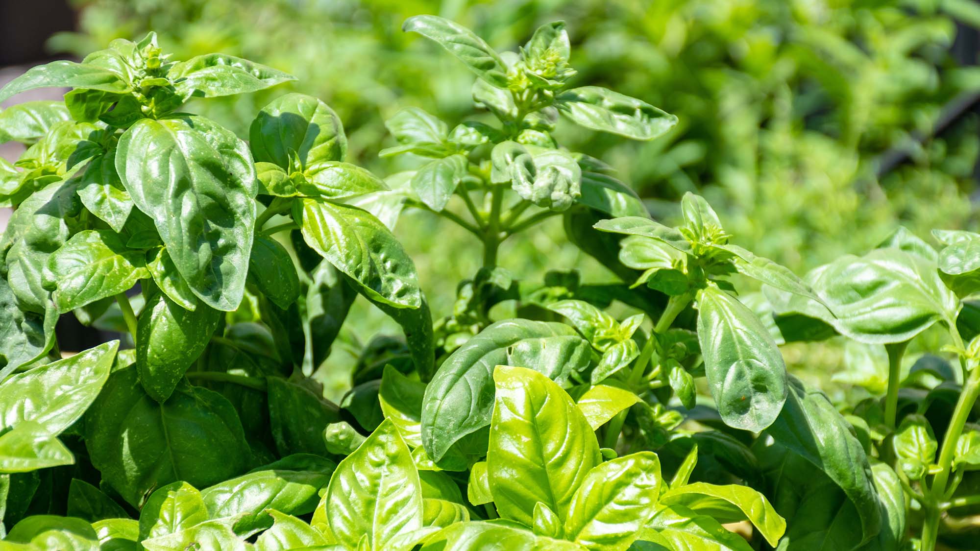 Close-up of green basil leaves with a blurred background