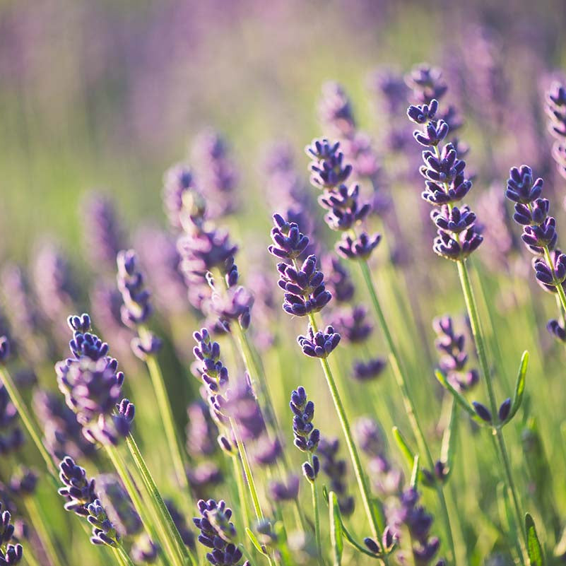 Close-up of lavender flowers with a blurred green background