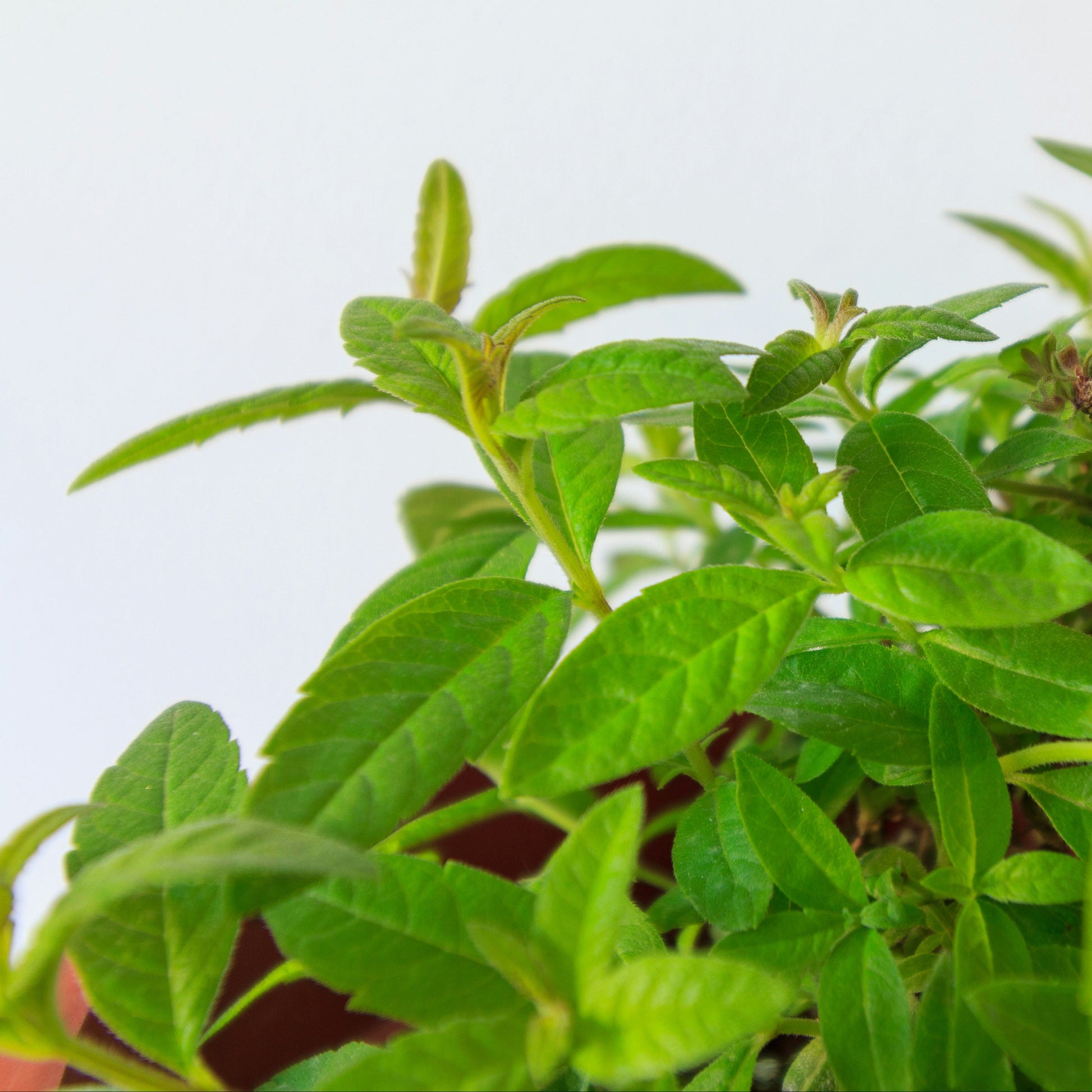 Lemon verbena plant