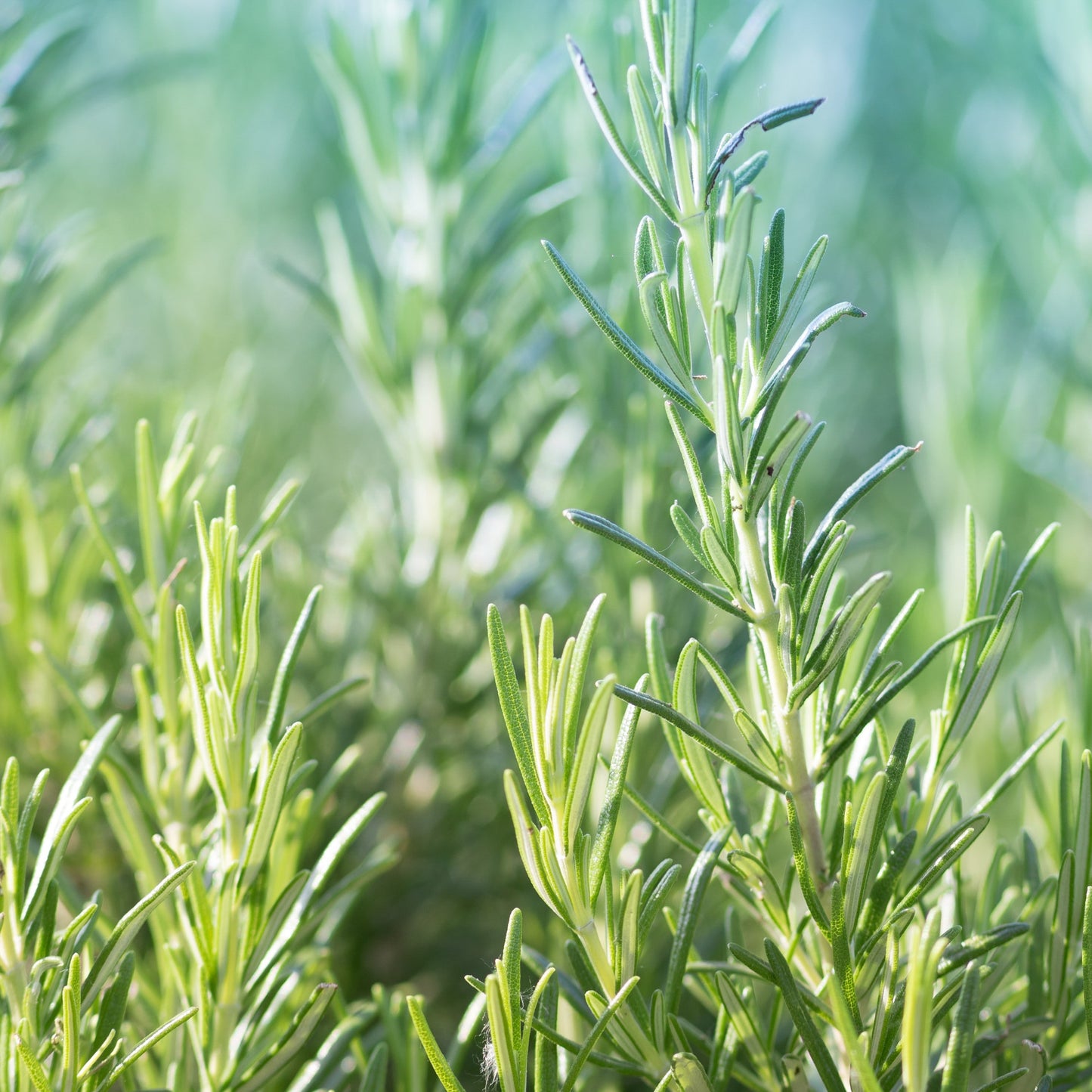 Close-up of green rosemary plants with a blurred background