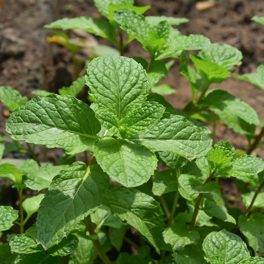 Fresh spearmint plants in healthy soil