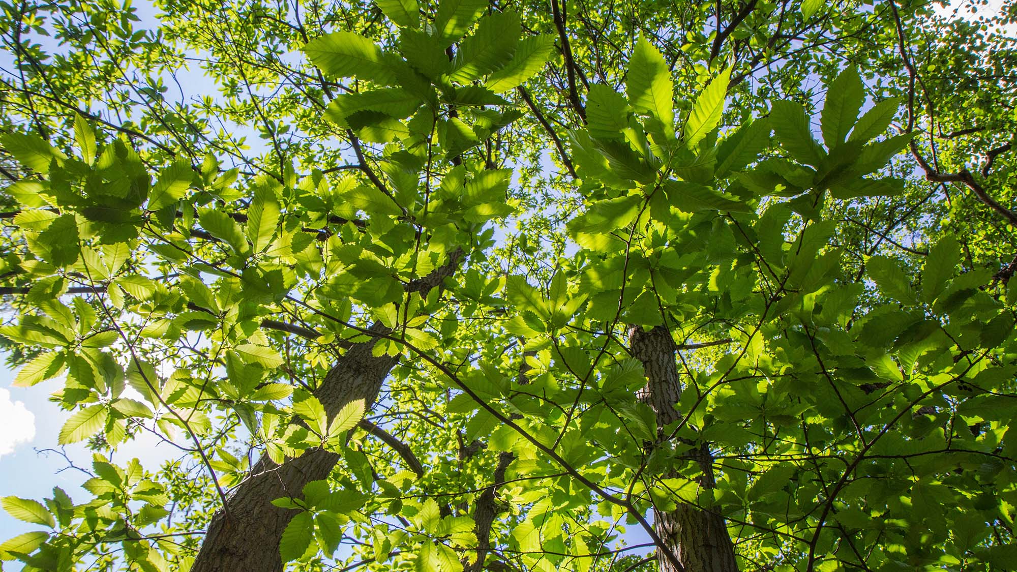 Tree canopy with green leaves against a blue sky