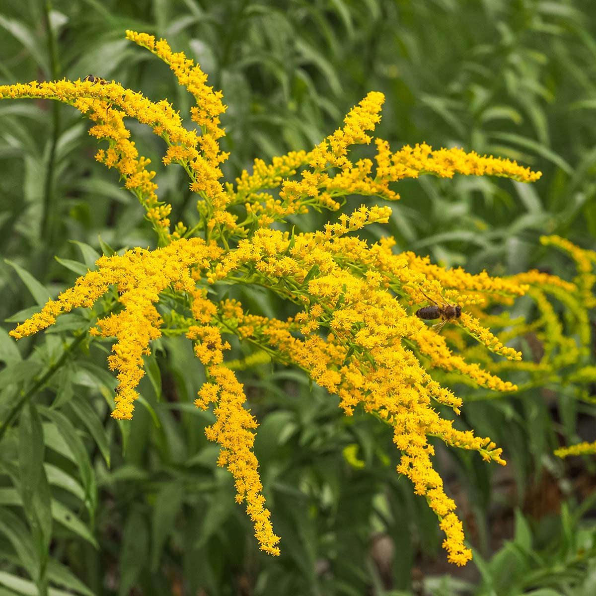 Yellow flower with a bee on a green background